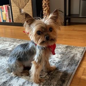 Meet your Posher, Lisa